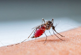 Japanese Encephalitis Virus (JEV)